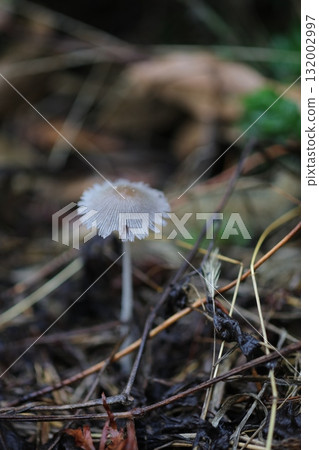 mushroom. 132002997
