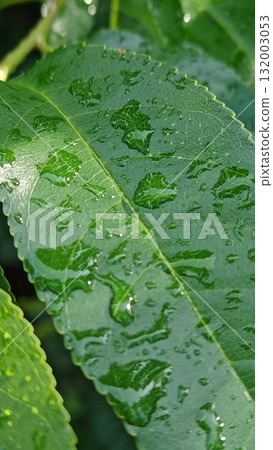 rain drops on a leaf. green leaves close up. rain drops on a leaf. green leaves close up. 132003053