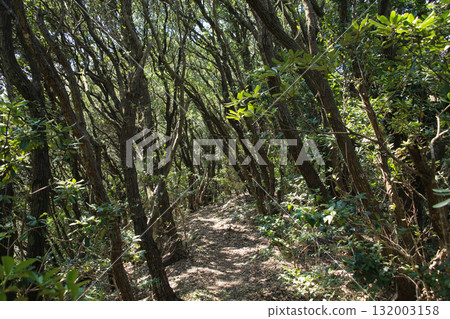 愛媛郡愛南町由良岬燈塔及通往由良岬皇居遺址的道路 132003158