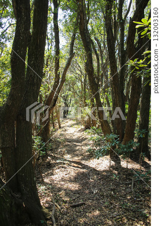 愛媛郡愛南町由良岬燈塔及通往由良岬皇居遺址的道路 愛媛郡愛南町由良岬燈塔及通往由良岬皇居遺址的道路 132003160