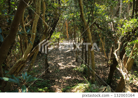 愛媛郡愛南町由良岬燈塔及通往由良岬皇居遺址的道路 132003164