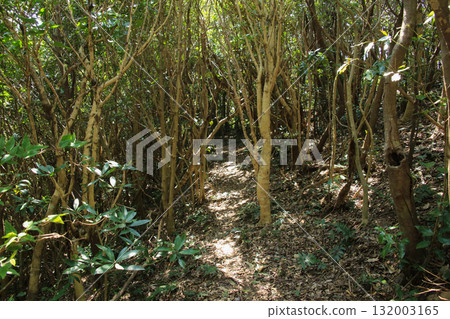 愛媛郡愛南町由良岬燈塔及通往由良岬皇居遺址的道路 132003165