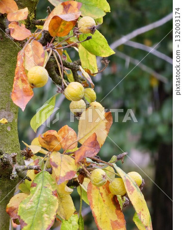 Malus transitoria berries closeup. Small yellow crabapple fruit on a tree branch in the garden. Decorative golden apple tree in the autumn park 132003174