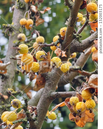 Malus transitoria berries closeup. Small yellow crabapple fruit on a tree branch in the garden. Decorative golden apple tree in an autumn park Malus transitoria berries closeup. Small yellow crabapple fruit on a tree branch in the garden. Decorative golden apple tree in an autumn park 132003175