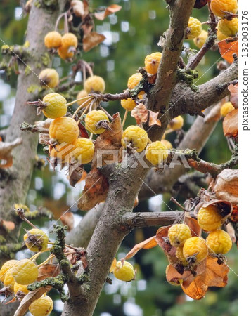 Malus transitoria berries closeup. Small yellow crabapple fruit on tree branch in garden. Decorative golden apple tree in autumn park Malus transitoria berries closeup. Small yellow crabapple fruit on tree branch in garden. Decorative golden apple tree in autumn park 132003176