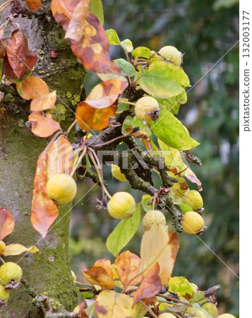 Malus transitoria berries closeup. Small yellow crabapple fruit on a tree branch in the garden. Decorative golden apple tree in autumn park Malus transitoria berries closeup. Small yellow crabapple fruit on a tree branch in the garden. Decorative golden apple tree in autumn park 132003177