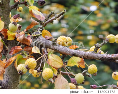 Malus transitoria berries closeup. Small yellow crabapple fruit on tree branch in the garden. Decorative golden apple tree in autumn park Malus transitoria berries closeup. Small yellow crabapple fruit on tree branch in the garden. Decorative golden apple tree in autumn park 132003178