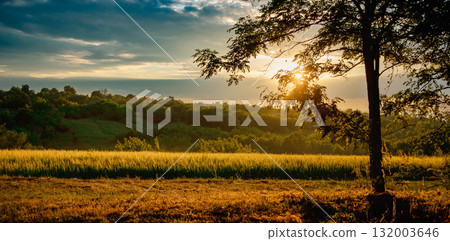 Scenic landscape of golden wheat field at sunset with dramatic cloudy sky 132003646
