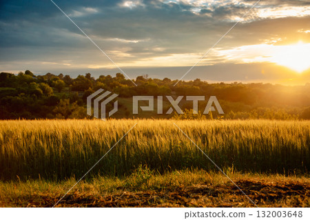 Scenic landscape golden wheat field at sunset dramatic cloudy sky and sun rays breaking through, rural peaceful view. Scenic landscape golden wheat field at sunset dramatic cloudy sky and sun rays breaking through, rural peaceful view. 132003648