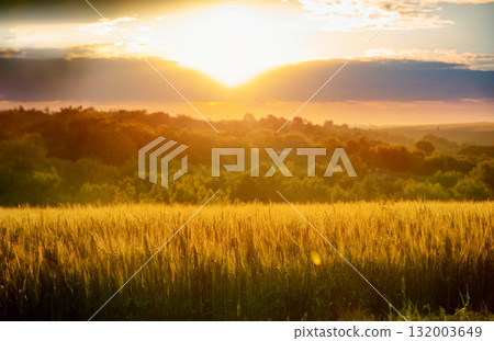 Scenic landscape of golden wheat field at sunset with dramatic cloudy sky 132003649