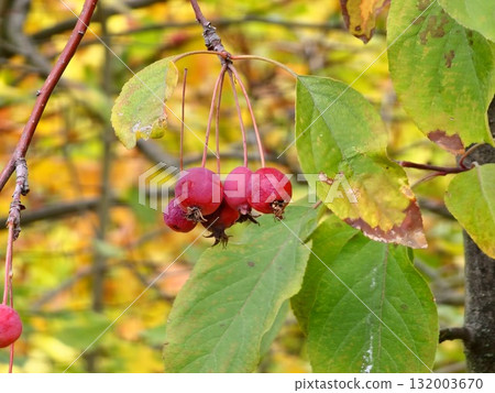 Malus transitoria berries closeup. Small red crabapple fruit on tree branch in garden. Decorative red apple tree in autumn park 132003670
