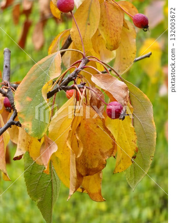 Malus transitoria berries closeup. Small red crabapple fruit on tree branch in the garden. Decorative red apple tree in autumn park Malus transitoria berries closeup. Small red crabapple fruit on tree branch in the garden. Decorative red apple tree in autumn park 132003672