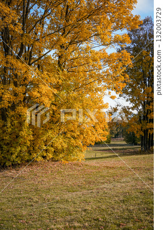 Beautiful orange tree in autumn with colorful fall leaves, creating a rich seasonal background. Detailed leaf texture and warm natural colors, perfect for nature photography and seasonal design. 132003729