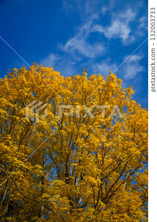 Beautiful autumn tree with golden foliage standing under a clear blue sky. Peaceful seasonal landscape ideal for nature photography, fall backgrounds, and outdoor design. 132003733