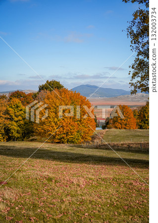 Scenic view of orange autumn trees standing on an open field, surrounded by vibrant fall foliage. Peaceful natural landscape with warm seasonal colors, ideal for nature photography and seasonal design 132003734