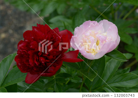 Red Charm and Raspberry Thunder Peony 132003743