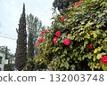 Rose bush with blooming flowers and tall trees in background. Garden scene with floral foreground and forest backdrop for nature compositions. 132003748