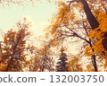 Looking up perspective at tall trees with vibrant autumn leaves against sky. Forest canopy with colorful foliage showing seasonal change. 132003750