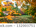 colorful foliage in autumn park 132003751