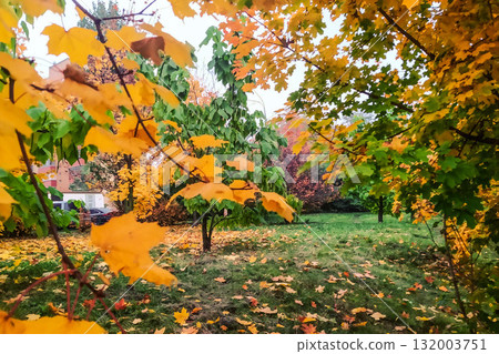 colorful foliage in autumn park colorful foliage in autumn park 132003751