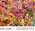 colorful leaves in autumn 132003753