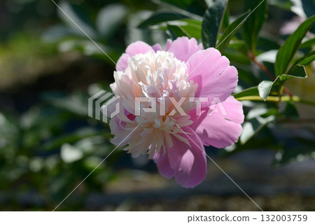 Peony Sorbet 132003759