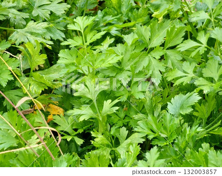 A close-up of fresh green parsley leaves growing in garden. Parsley, known as Petroselinum crispum, is popular culinary herb used in cooking. A close-up of fresh green parsley leaves growing in garden. Parsley, known as Petroselinum crispum, is popular culinary herb used in cooking. 132003857
