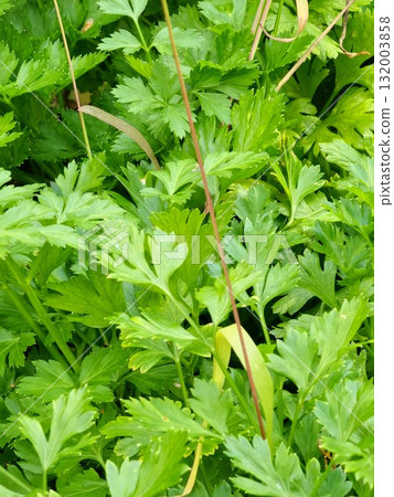 A close-up of fresh green parsley leaves growing in the garden. Parsley, known as Petroselinum crispum, is a popular culinary herb used in cooking. A close-up of fresh green parsley leaves growing in the garden. Parsley, known as Petroselinum crispum, is a popular culinary herb used in cooking. 132003858