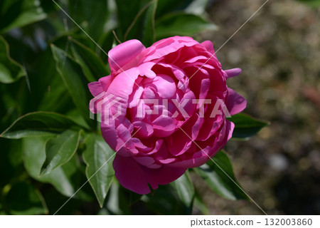 瑪格麗特公主牡丹 132003860