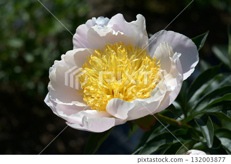 Honey Gold Peony 132003877