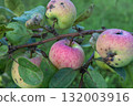 Close-up of ripe apples with spots on branch in green garden setting 132003916