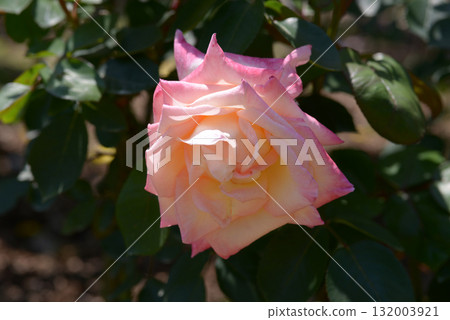 Diana Princess of Wales Peony Diana Princess of Wales Peony 132003921
