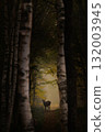 Beautiful deer shining in the forest 132003945