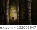 Beautiful deer shining in the forest 132003947