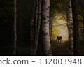 Beautiful deer shining in the forest 132003948