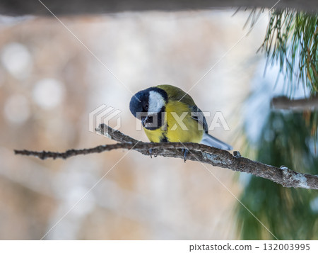 Cute bird Great tit, songbird sitting on the nice branch with beautiful autumn background 132003995