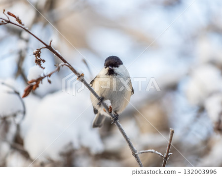 Cute bird the willow tit, song bird sitting on a branch without leaves in the winter. Cute bird the willow tit, song bird sitting on a branch without leaves in the winter. 132003996