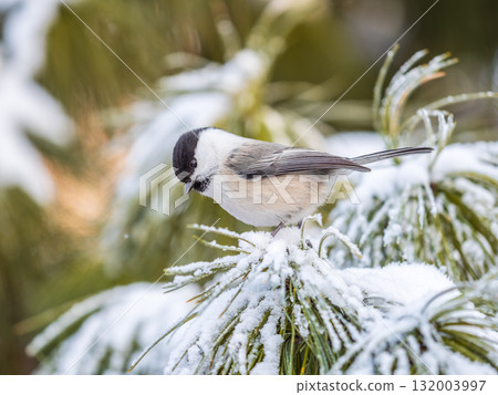 Cute bird the willow tit, song bird sitting on the fir branch with snow in winter 132003997