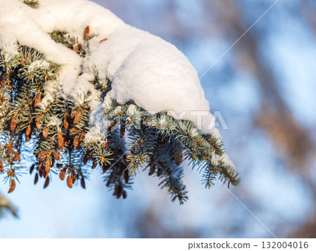 Green fir branches in winter covered with snow Green fir branches in winter covered with snow 132004016