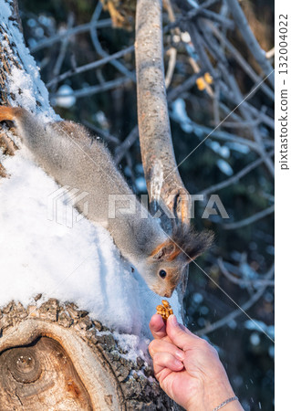Squirrel eats nuts from a man's hand. Caring for animals in winter or autumn. 132004022