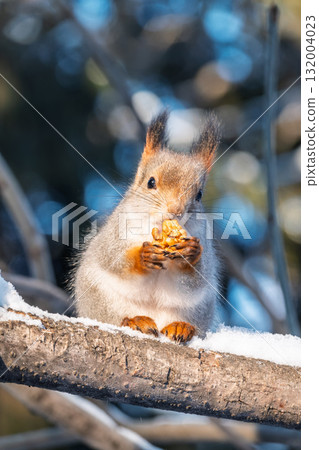 The squirrel with nut sits on tree in the winter or late autumn The squirrel with nut sits on tree in the winter or late autumn 132004023
