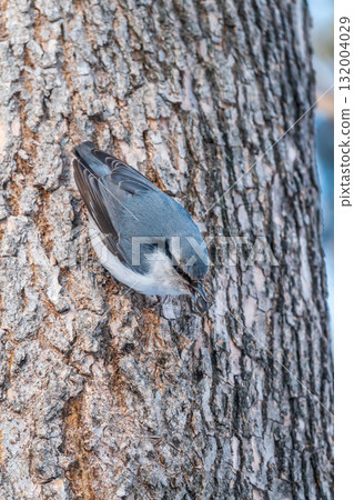 Eurasian nuthatch or wood nuthatch, lat. Sitta europaea, sitting on a tree trunk with a blurred background. 132004029