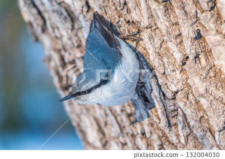 Eurasian nuthatch or wood nuthatch, lat. Sitta europaea, sitting on a tree trunk with a blurred background. 132004030