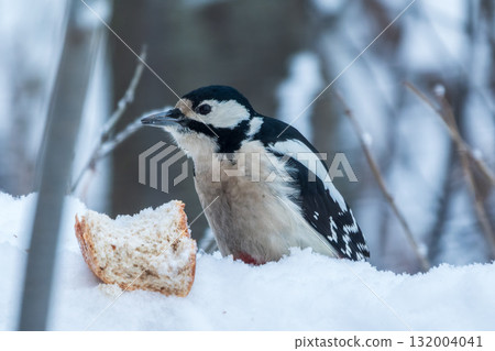 Little woodpecker sits on a tree trunk with snow in winter. The great spotted woodpecker, Dendrocopos major Little woodpecker sits on a tree trunk with snow in winter. The great spotted woodpecker, Dendrocopos major 132004041