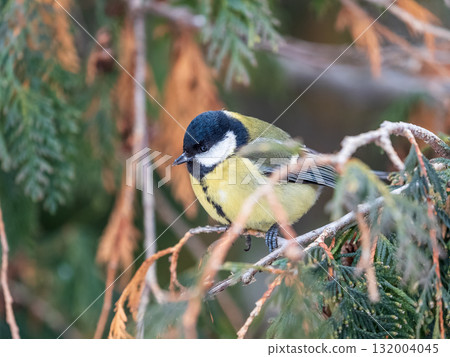 Cute bird Great tit, songbird sitting on a branch with snow in the autumn or winter. 132004045