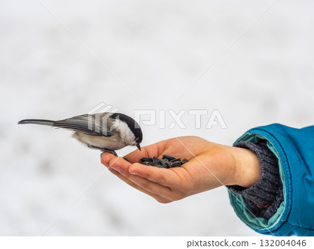A willow tit sits on hand and eats seeds. Hungry bird willow tit eating seeds from a hand in winter or autumn A willow tit sits on hand and eats seeds. Hungry bird willow tit eating seeds from a hand in winter or autumn 132004046