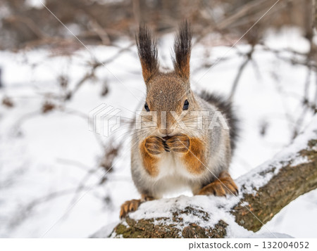 The squirrel with nut sits on tree in the winter or late autumn 132004052
