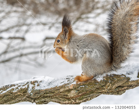 The squirrel with nut sits on tree in the winter or late autumn 132004055