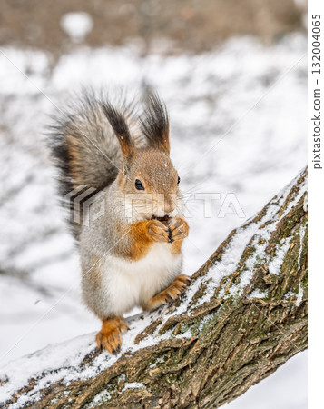 The squirrel with nut sits on tree in the winter or late autumn The squirrel with nut sits on tree in the winter or late autumn 132004065