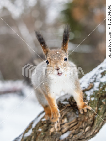 Squirrel in winter sits on a tree trunk with snow Squirrel in winter sits on a tree trunk with snow 132004068
